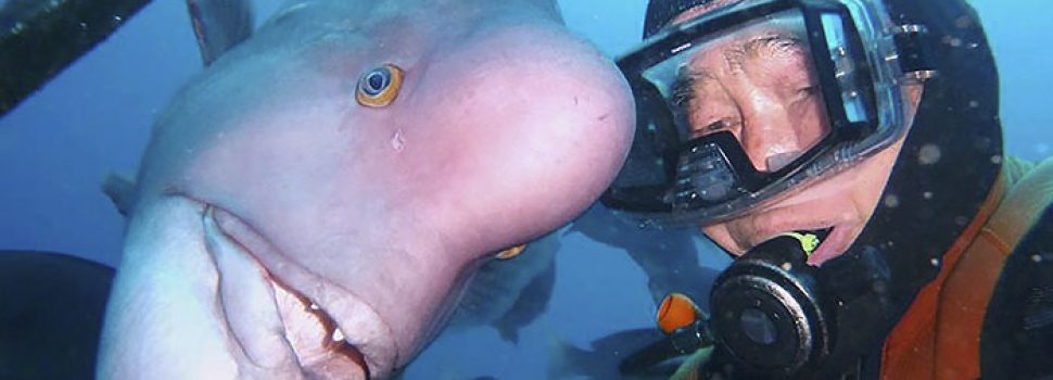 japanse duiker vriendschap vis