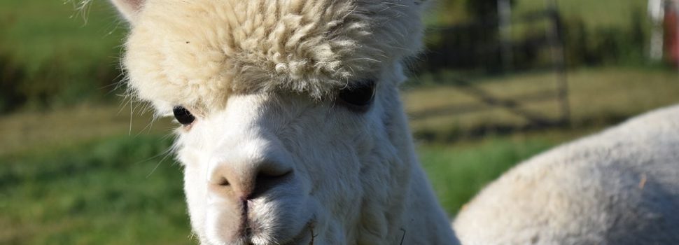 Vervolg Antarctica talent Je kan dit weekend een alpaca kopen in België - FHM