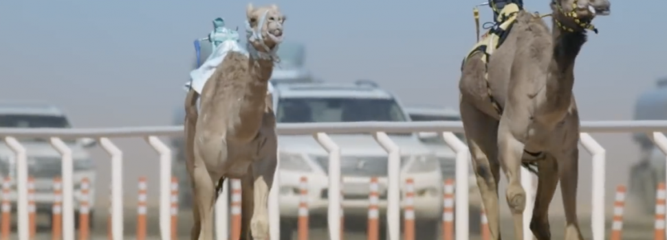 Koning Abdulaziz Camel Festival