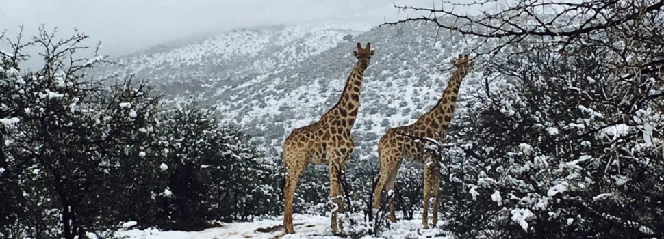 Sneeuw Zuid-Afrika Winter Giraffen