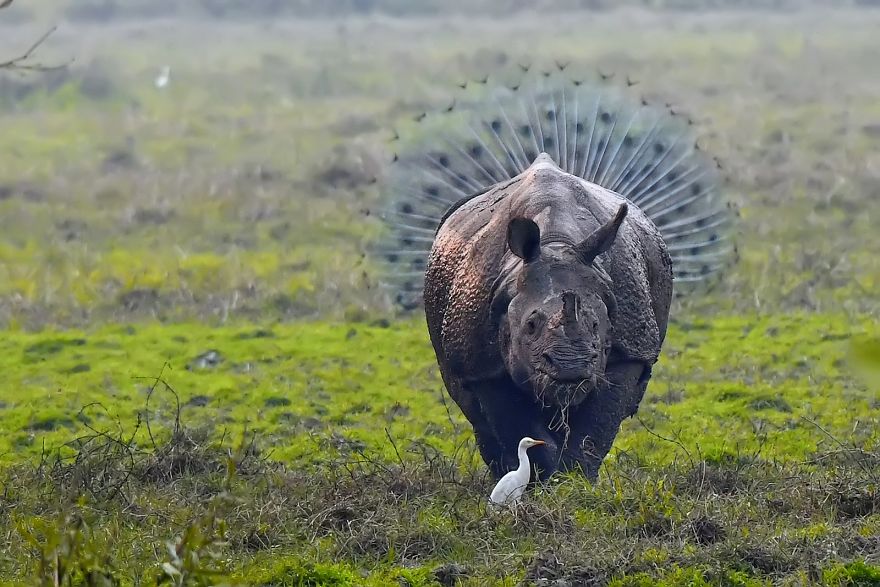 Verwonderlijk De leukste wilde dieren foto's van 2018 nu op jouw beeldscherm! BH-71