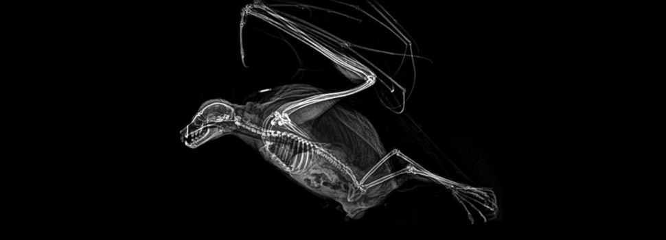 röntgenfoto's dieren