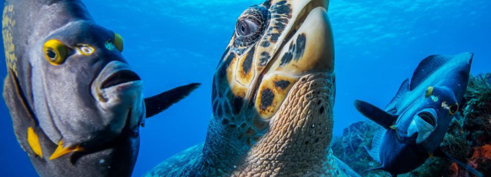 Onderwaterwereld zeedieren schildpad