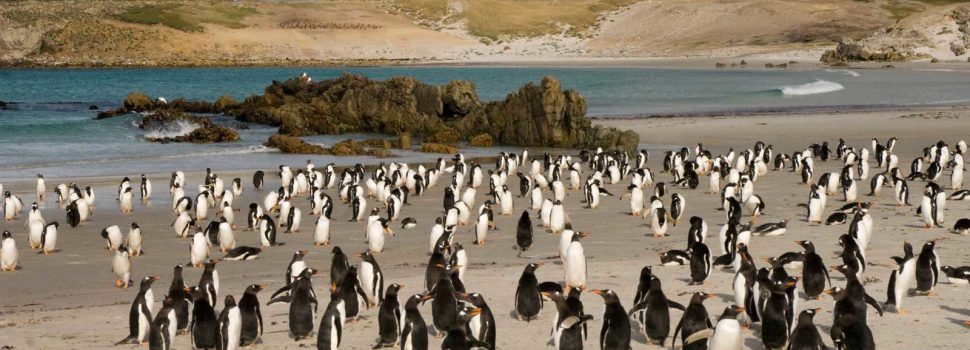 pinguïns pebble eiland