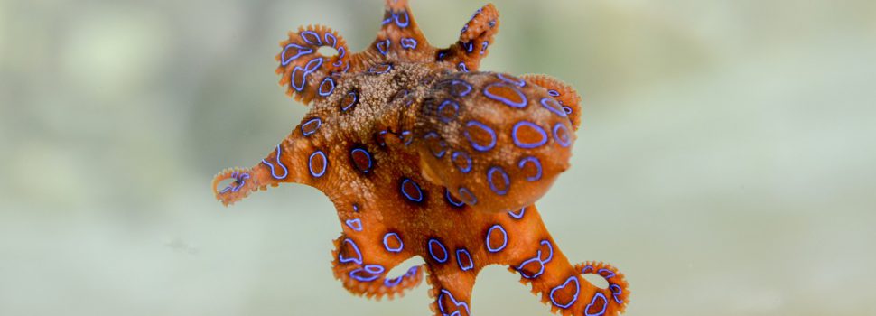 Blauw geringde Octopus