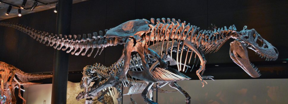 Dinosaurus T-Rex Archeologie