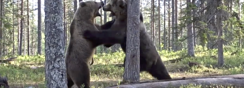 Best bear fight ever