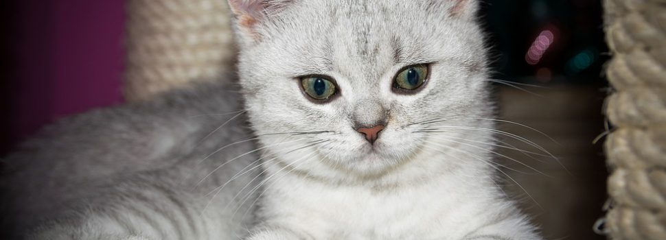 Russische eigenaar kat te koop je volgens je kater geneest - FHM