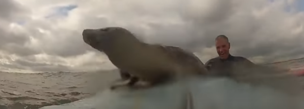 zeehond surf
