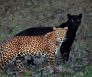 zwarte panter luipaard foto