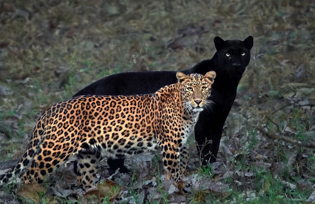 symbool Tot ziens gouden Fotograaf maakte unieke foto van een luipaard en zwarte panter - FHM