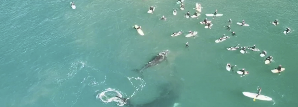 Walvissen Manly Beach Australië drone