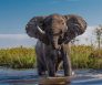olifantenpopulatie Kenia