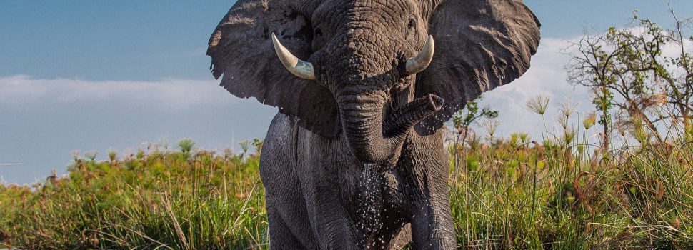 olifantenpopulatie Kenia