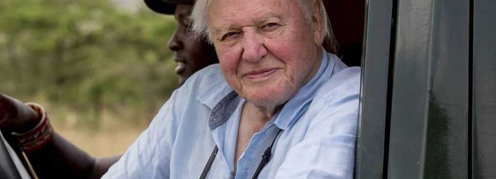 Een instagram-record pakken op je 94e: David Attenborough doet het