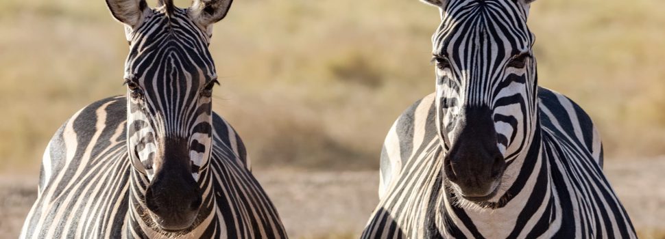 tweeling zebra's